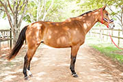 Amada