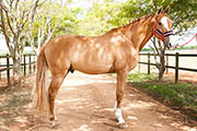 Equus