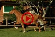 Equus