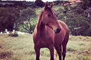 Jollie