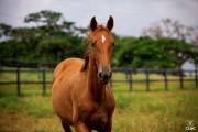 Quebelle