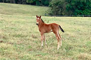 Quinca