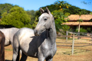 Serafim