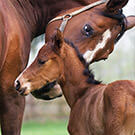 Follow the next births of Haras da Cabana