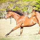 Haras da Cabana is featured in the Hipismo magazine of the Brazilian Breeders Association