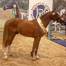 Congratulations to the young stallion Hipolyto da Cabana. Stallion approved at the BH Festival 2015