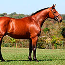 Haras da Cabana participation in the BH do Futuro Auction during the ABCCH Festival